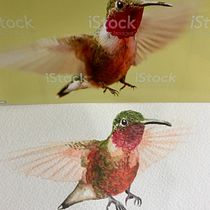 My project in Artistic Watercolor Techniques for Illustrating Birds course. Traditional illustration, Watercolor Painting, Realistic Drawing, and Naturalistic Illustration project by j_bishop79 - 12.08.2021