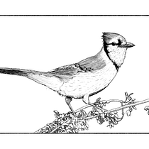 My project in Dip Pen and Ink Illustration: Capturing The Natural World course - Blue Jay. Een project van  Schetsen,  Tekening,  Artistieke tekening, Sketchbook,  Illustratie met inkt y Naturalistische illustratie van Gabriel Moreira - 07.12.2021