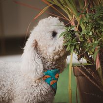 Mi Proyecto del curso: Fotografía lifestyle de perros . % Solanger Mendoza tarafından hazırlanan Fotoğrafçılık, Portre Fotoğrafçılığı, Instagram Fotoğrafçılığı, Belgesel Fotoğrafçılık, Ve Yaşam Tarzı Fotoğrafçılığı projesi - 12.13.2021