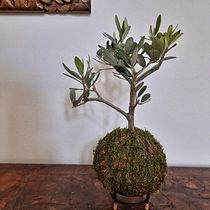 Mi Proyecto del curso: Kokedamas: crea macetas naturales de musgo. Arts, Crafts, Interior Design, L, scape Architecture, Decoration, DIY, Floral, and Plant Design project by Fabrizio Grimaldi - 12.20.2021