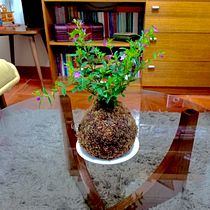 Mi Proyecto del curso: Kokedamas: crea macetas naturales de musgo. Arts, Crafts, Interior Design, L, scape Architecture, Decoration, DIY, Floral, and Plant Design project by Jocelyn Peña Mallea - 12.21.2021