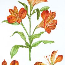 Meu projeto do curso: Aquarela botânica: ilustre a anatomia das flores. Un progetto di Illustrazione tradizionale, Belle arti, Pittura, Disegno, Pittura ad acquerello e Illustrazione botanica di Isadora Martins - 24.12.2021