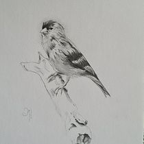 Mijn project van de cursus: Klassieke naturalistische vogelportretten schilderen met olieverf. Fine Arts, Painting, Oil Painting, and Naturalistic Illustration project by Irma Hulscher - 12.26.2021