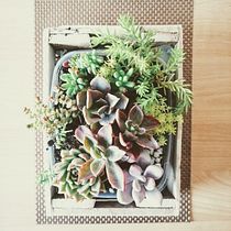 Mi Proyecto del curso: Diseño y creación de composiciones botánicas. Een project van Interieurontwerp, L, scaping,  Interieurdecoratie, DIY y Bloem- en plantenschikken van Ivan Ortiz - 27.12.2021