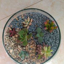 Mi Proyecto del curso: Arte vegetal: crea tu propio terrario abierto. Interior Design, L, scape Architecture, Decoration, DIY, Floral, and Plant Design project by leowhales - 12.27.2021