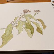 Il mio progetto del corso:  Sketchbook botanico: un approccio meditativo. Ilustração tradicional, Esboçado, Desenho, Pintura em aquarela, Sketchbook e Ilustração botânica projeto de torrion28 - 27.12.2021