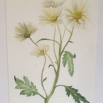 My project in Botanical Illustration with Watercolors course. Ilustração tradicional, Artes plásticas, Pintura, Desenho, Pintura em aquarela e Ilustração botânica projeto de belinda_lee_burns - 28.12.2021