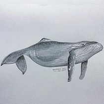 My project in Naturalist Illustration Techniques: Whales in Watercolor course. Un progetto di Illustrazione tradizionale, Design di poster , Illustrazione digitale e Manga di Danielle Myburgh - 26.12.2021