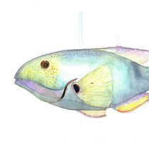 Mi Proyecto del curso: Ilustración de universos marinos en acuarela. Un projet de Illustration traditionnelle, Peinture, Aquarelle et Illustration naturaliste de Andreah Sucre Bello - 30.12.2021