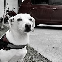 Meu projeto do curso: Fotografia lifestyle de cachorros . % Camilla Strebel tarafından hazırlanan Fotoğrafçılık, Portre Fotoğrafçılığı, Instagram Fotoğrafçılığı, Belgesel Fotoğrafçılık, Ve Yaşam Tarzı Fotoğrafçılığı projesi - 12.26.2021