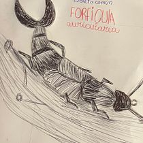 Mi Proyecto del curso: Ilustración naturalista con bolígrafo - tijereta común . Projekt z dziedziny Trad, c, jna ilustracja,  R, sunek, R, sunek realist, czn, Ilustracja naturalist i czna użytkownika Dominique Weinstein - 28.12.2021