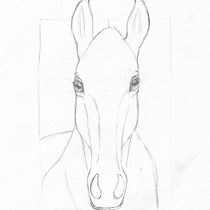 Meu projeto do curso: Ilustração científica de animais em aquarela: Equus ferus caballus. Traditional illustration, Watercolor Painting, Realistic Drawing, and Naturalistic Illustration project by Ana Caroline Bini - 12.31.2021
