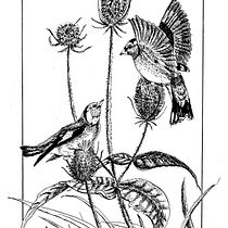 Cardellini . Sketching, Drawing, Artistic Drawing, Sketchbook, Ink Illustration, and Naturalistic Illustration project by luigi_santoni - 12.31.2021
