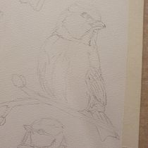 My project in Artistic Watercolor Techniques for Illustrating Birds course. Traditional illustration, Watercolor Painting, Realistic Drawing, and Naturalistic Illustration project by Henriëtte Doornwaard - 01.02.2022