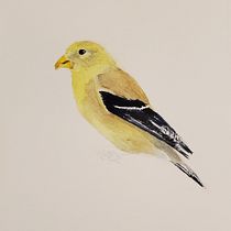 My project in The Art of Watercolor: Paint Your Vision of the World course. Un progetto di Illustrazione tradizionale, Belle arti, Pittura e Pittura ad acquerello di Elizabeth Witherspoon - 01.01.2022