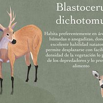 Mi Proyecto del curso: Ilustración naturalista de animales con Procreate. Un proyecto de Ilustración tradicional, Ilustración digital, Dibujo realista e Ilustración naturalista				 de lauraemilce80 - 03.01.2022