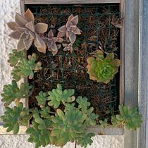 Mi Proyecto del curso: Diseño y creación de composiciones botánicas. Een project van Interieurontwerp, L, scaping,  Interieurdecoratie, DIY y Bloem- en plantenschikken van Jona Hortoneda - 06.01.2022