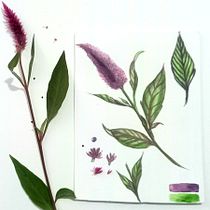 Meu projeto do curso: Ilustração botânica com aquarela. Ilustração tradicional, Artes plásticas, Pintura, Desenho, Pintura em aquarela e Ilustração botânica projeto de Patricia Lira - 06.01.2022