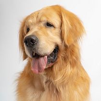 Mi Proyecto del curso: Introducción a la fotografía de perros. Un projet de Photographie, Photographie de portrait, Photographie de studio, Photographie documentaire, Photographie lifest, le , et Photographie intérieure de astridhayes.0 - 06.01.2022