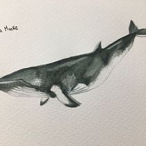Mi Proyecto del curso: Técnicas de ilustración naturalista: ballenas en acuarela. Un progetto di Illustrazione tradizionale, Design di poster , Illustrazione digitale e Manga di cajiaomafe - 07.01.2022