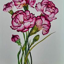 Claveles hasta el cielo . Pintura em aquarela, Ilustração botânica, Ilustração tradicional, Artes plásticas, Pintura, e Desenho projeto de Rosa Angélica Sánchez - 02.01.2022