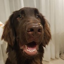 My project in Lifestyle Dog Photography course . % Lilija Markevič tarafından hazırlanan Fotoğrafçılık, Portre Fotoğrafçılığı, Instagram Fotoğrafçılığı, Belgesel Fotoğrafçılık, Ve Yaşam Tarzı Fotoğrafçılığı projesi - 01.08.2022