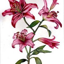 Mi Proyecto del curso: Acuarela botánica: ilustra la anatomía de las flores. Ilustração tradicional, Artes plásticas, Pintura, Desenho, Pintura em aquarela e Ilustração botânica projeto de Estrella Pizarro - 09.01.2022