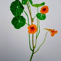 Mi Proyecto del curso: Ilustración botánica con acuarela. Ilustração tradicional, Artes plásticas, Pintura, Desenho, Pintura em aquarela e Ilustração botânica projeto de Sergio Serantes Castro - 10.01.2022