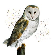 Mon projet du cours : Techniques artistiques d'aquarelle pour illustrer les oiseaux. Traditional illustration, Watercolor Painting, Realistic Drawing, and Naturalistic Illustration project by Angélique Moreau - 01.10.2022