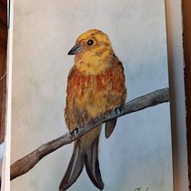 Mein Kursprojekt: Illustriere Vögel mit expressiven Aquarelltechniken. Traditional illustration, Watercolor Painting, Realistic Drawing, and Naturalistic Illustration project by Rotz Bernhard - 01.11.2022