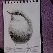 My project in Artistic Watercolor Techniques for Illustrating Birds course. Traditional illustration, Watercolor Painting, Realistic Drawing, and Naturalistic Illustration project by Jannetta Sosin - 01.12.2022