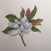 Mi Proyecto del curso: Ilustración botánica con acuarela. Ilustração tradicional, Artes plásticas, Pintura, Desenho, Pintura em aquarela e Ilustração botânica projeto de pascale Maquestiau - 16.01.2022