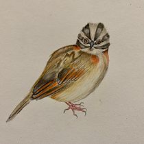 Mi Proyecto del curso: Ilustración naturalista de aves con acuarela. Projekt z dziedziny Trad, c, jna ilustracja, Malowanie akwarelą, R, sunek realist, czn, Ilustracja naturalist i czna użytkownika Mildred Ratched - 17.01.2022