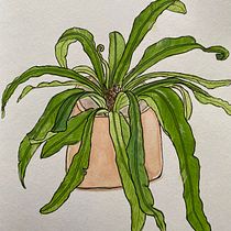My project in Botanical Sketchbooking: A Meditative Approach course. Ilustração tradicional, Esboçado, Desenho, Pintura em aquarela, Ilustração botânica, e Sketchbook projeto de Amanda - 16.01.2022