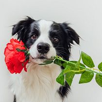 My.petsmile odontologia veterinária. Un progetto di Marketing, Social media, Marketing digitale, Instagram, Content marketing, Comunicazione, Marketing per Instagram, Br, Strateg, Fotografia per Instagram, Gestione progetti di design e Design per i social network di juliadohno - 12.01.2022