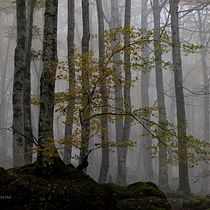 Teoria del color.Proyecto : Bosque con niebla.. Photograph, Photo Retouching, Digital Photograph, Photographic Composition, and Color Theor project by barbaruiz - 01.18.2022