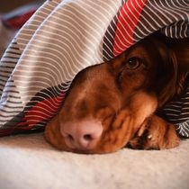 Mój projekt z kursu: Fotografia lifestylowa psów . % Magdalena Kasprzak tarafından hazırlanan Fotoğrafçılık, Portre Fotoğrafçılığı, Instagram Fotoğrafçılığı, Belgesel Fotoğrafçılık, Ve Yaşam Tarzı Fotoğrafçılığı projesi - 01.18.2022