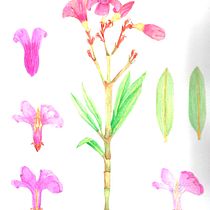 Mi Proyecto del curso: Ilustración botánica con acuarela. Ilustração tradicional, Artes plásticas, Pintura, Desenho, Pintura em aquarela e Ilustração botânica projeto de alejandra gonzalez salazar - 20.01.2022