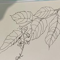My project in Botanical Sketchbooking: A Meditative Approach course. Ilustração tradicional, Esboçado, Desenho, Pintura em aquarela, Ilustração botânica, e Sketchbook projeto de joanart38 - 21.01.2022