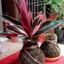Mi Proyecto del curso: Kokedamas: crea macetas naturales de musgo. Arts, Crafts, Interior Design, L, scape Architecture, Decoration, DIY, Floral, and Plant Design project by Rosario Ayelén Juvino - 01.21.2022