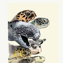 Il mio progetto del corso: Illustrazione naturalistica a penna. Traditional illustration, Drawing, Realistic Drawing, and Naturalistic Illustration project by Luca Marini - 01.22.2022