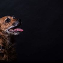 Il mio progetto del corso: Introduzione alla fotografia di cani. Un projet de Photographie, Photographie de portrait, Photographie de studio, Photographie documentaire, Photographie lifest, le , et Photographie intérieure de si.86 - 24.01.2022