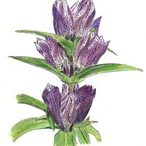 Mein Kursprojekt: Botanisches Zeichenheft: ein meditativer Ansatz. Ilustração tradicional, Esboçado, Desenho, Pintura em aquarela, Ilustração botânica, e Sketchbook projeto de niklaus.kuenzle - 24.01.2022