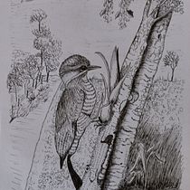 Pica-pau-dourado, ave brasileira. Sketching, Drawing, Artistic Drawing, Sketchbook, and Naturalistic Illustration project by Antonieta Pavanelo - 01.15.2022