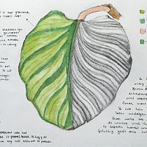 My project in Botanical Watercolor Sketchbook course. Projekt z dziedziny Trad, c, jna ilustracja, Malowanie akwarelą, R, sunek botaniczn i Sketchbook użytkownika Sofia Janine - 25.01.2022