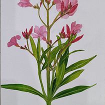 My project in Botanical Watercolor: Illustrate the Anatomy of Flowers course. Un progetto di Illustrazione tradizionale, Belle arti, Pittura, Disegno, Pittura ad acquerello e Illustrazione botanica di Sameera Vurity - 25.01.2022