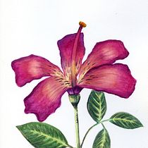 Mi Proyecto del curso: Ilustración botánica con acuarela. Ilustração tradicional, Artes plásticas, Pintura, Desenho, Pintura em aquarela e Ilustração botânica projeto de Sofía Merlino - 24.01.2022