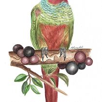 Meu projeto do curso: Ilustração naturalista de aves com aquarela. Projekt z dziedziny Trad, c, jna ilustracja, Malowanie akwarelą, R, sunek realist, czn, Ilustracja naturalist i czna użytkownika Eliana Liah - 28.01.2022