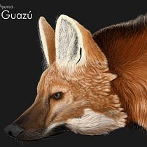 Aguará Guazú. Gestão de design, Design de informação, Pós-produção fotográfica, Escultura, Infografia, Desenho a lápis, e Desenho projeto de David Rojas Marquez - 20.01.2022
