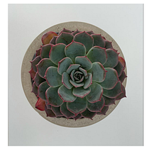 Mi Proyecto del curso: Macetas para plantas Suculentas. Een project van Craft, Meubelontwerp en -bouw, Interieurontwerp,  Interieur y DIY van German Tapia - 29.01.2022